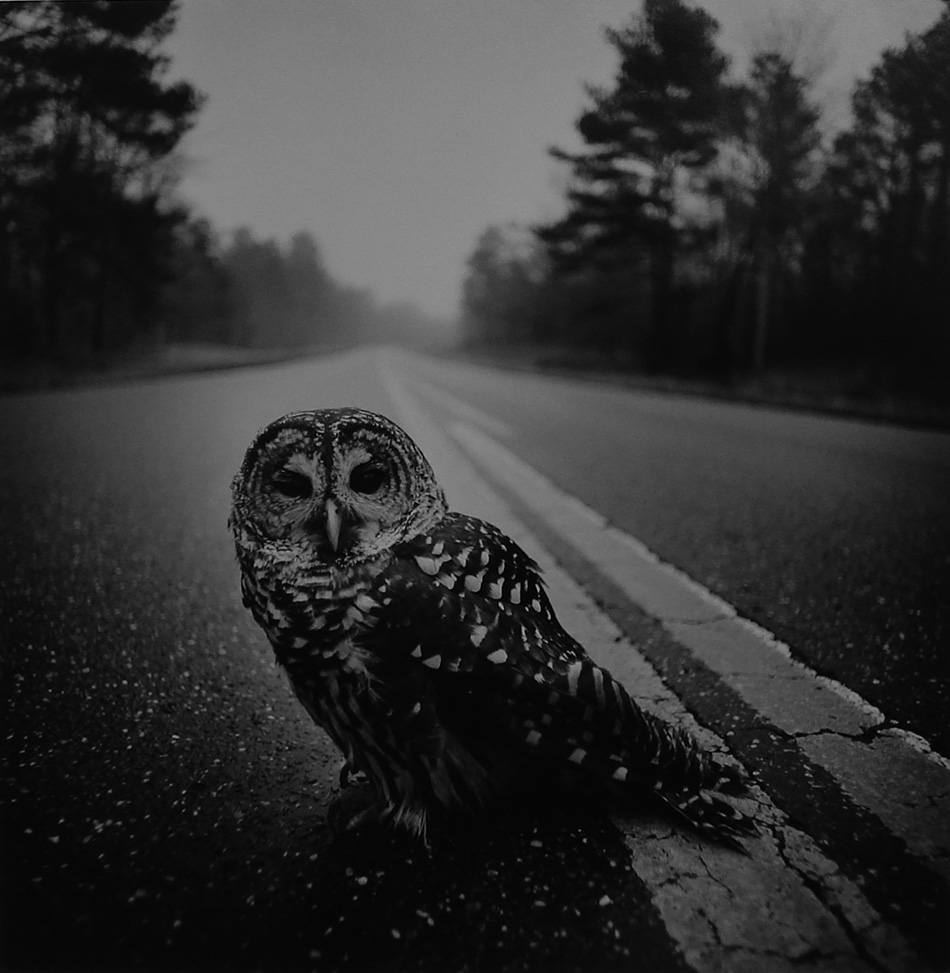 Wounded_Owl