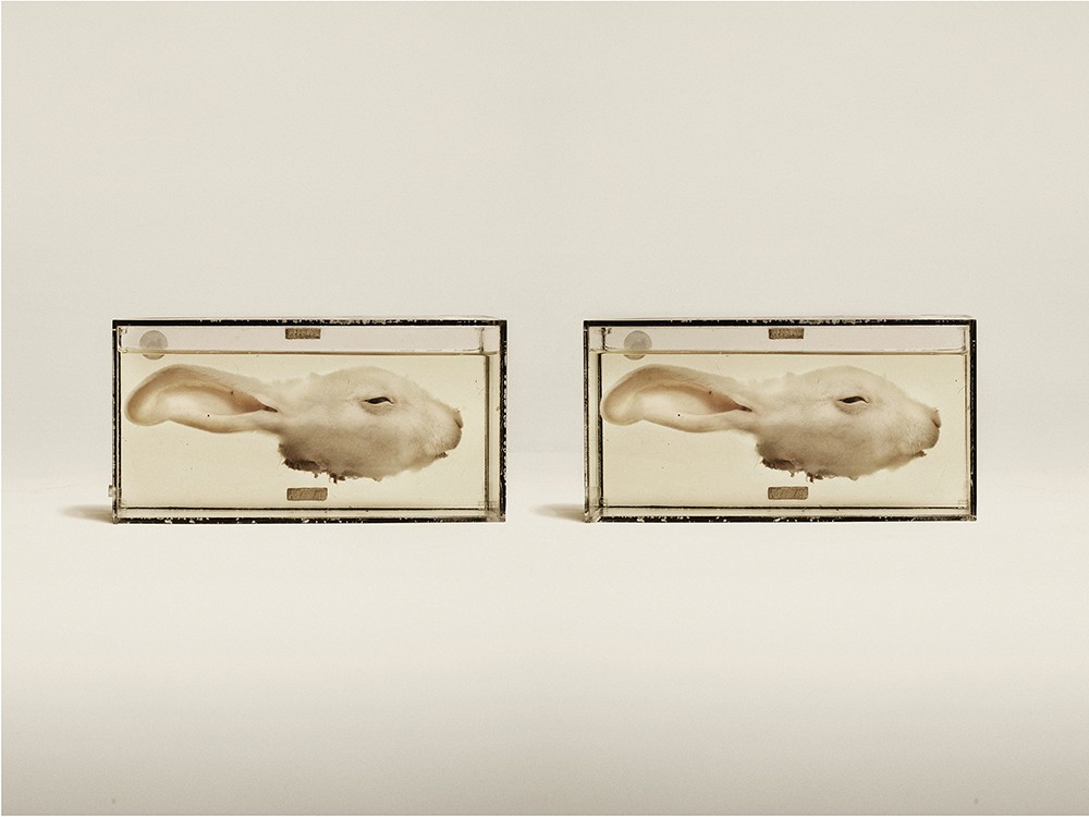 Domestic Rabbit (2014) 95 × 74 cm; Hanemule Photorag  