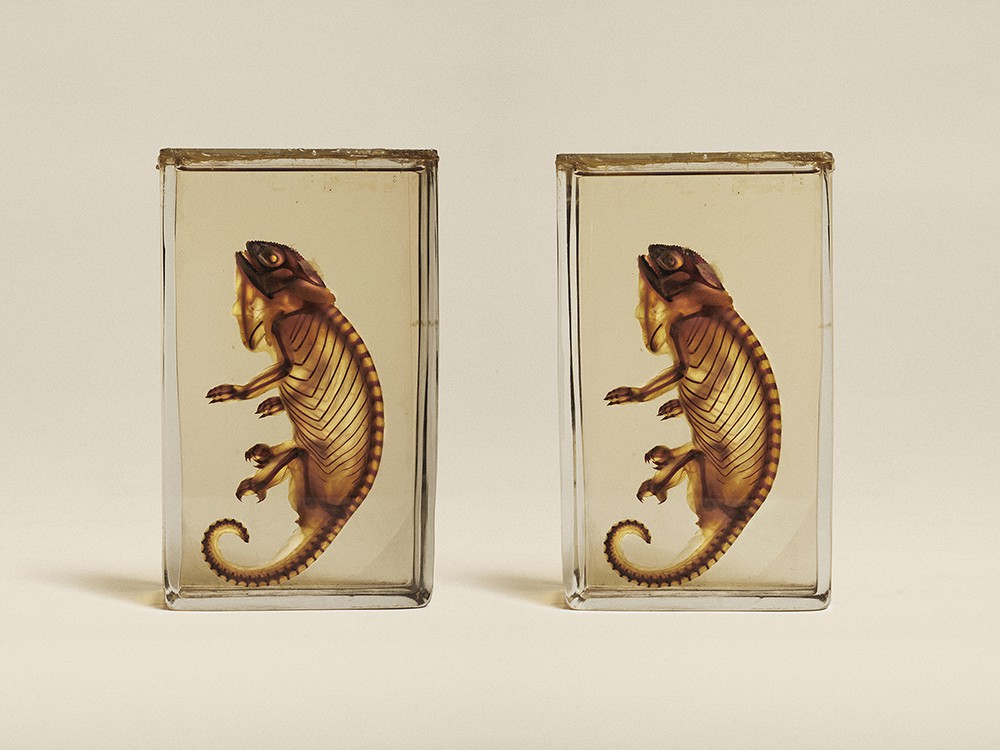 Transparent Chameleon (2014) 95 × 74 cm; Hanemule Photorag  