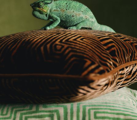 https-::schonmagazine.com:wp-content:uploads:2025:01:2024-11-BA-WESTWING-DEDAR-DEDAR-PISTACHIO-PILLOWS-281-Final-e1737041527722