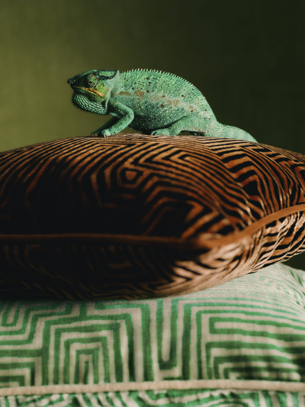 https-::schonmagazine.com:wp-content:uploads:2025:01:2024-11-BA-WESTWING-DEDAR-DEDAR-PISTACHIO-PILLOWS-281-Final-e1737041527722