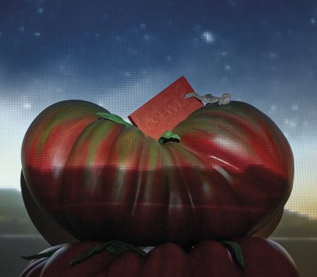 Loewe_Tomate_137968